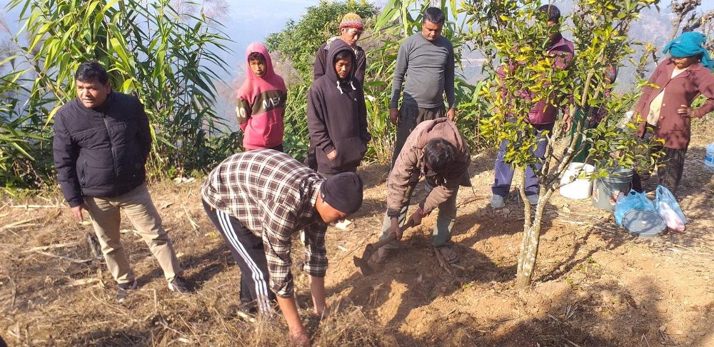 किसान सुन्तला बगैँचा व्यवस्थापनमा व्यस्त