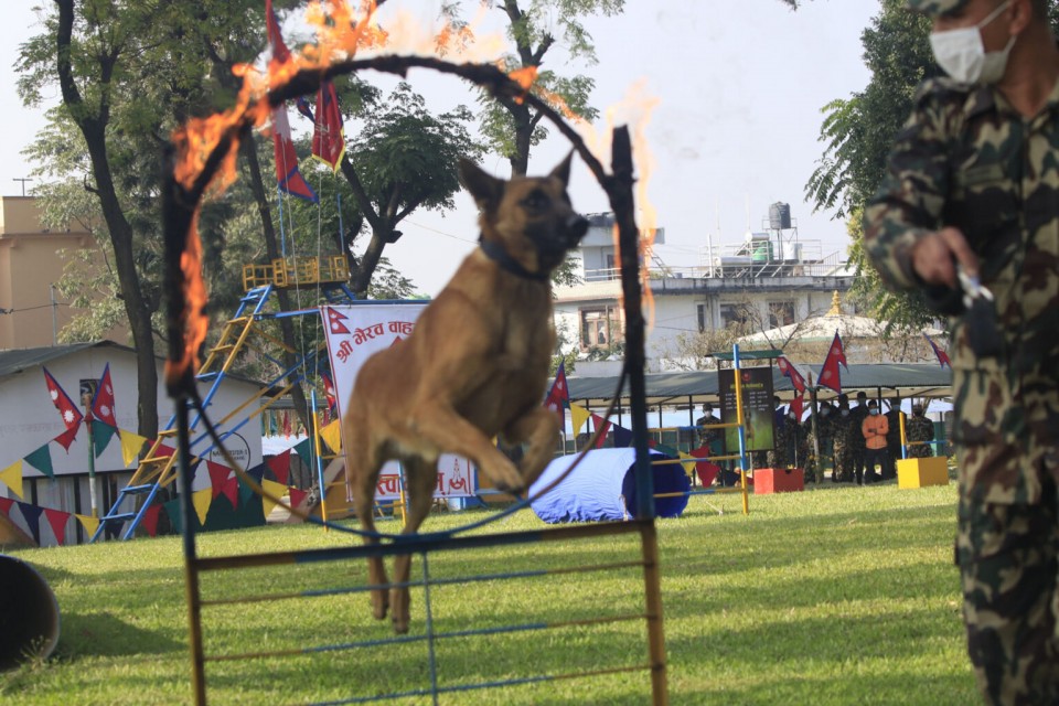 कुकुर तिहारमा सेनाका सैनिक कुकुरको कला प्रदर्शनी (फोटोहरु)