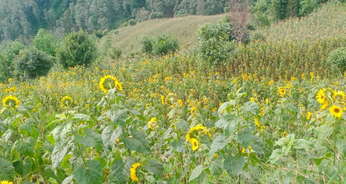 सूर्यमुखी फूलको खेतीमा रमाउँदै मिलन