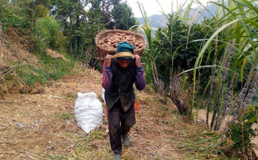 छ करोडभन्दा बढीको अदुवा गाउँबाटै बिक्री