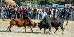 नुवाकोटमा २५ हल गोरु जुधाँइदै