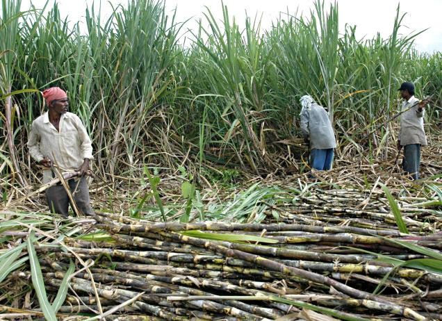 साढे ५ हजार उखु किसानले पाएनन् सरकारी अनुदानवापतको ६ करोड