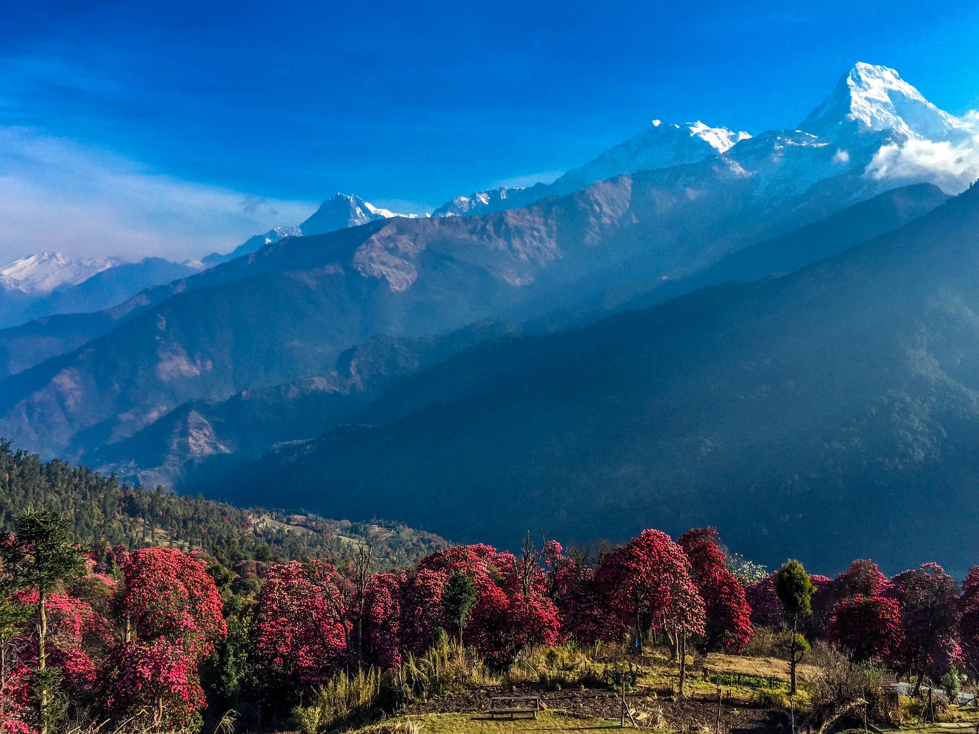 पुस महीनामै लालीगुराँस ढकमक्क