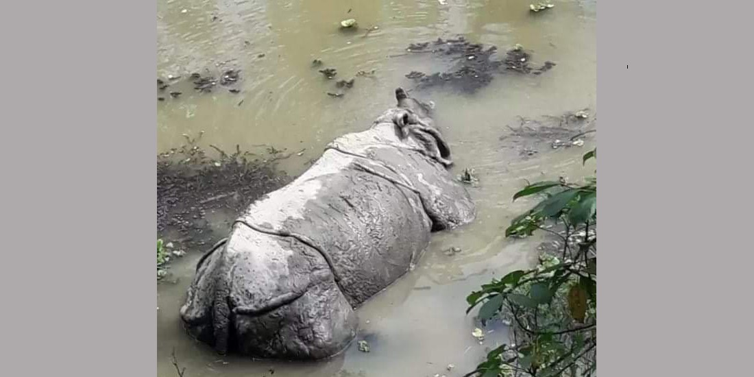 चितवन राष्ट्रिय निकुञ्जका गैंडा मृत अवस्थामा फेला