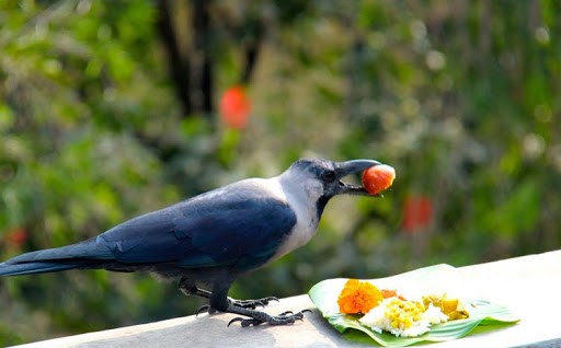 मनाइयो काग तिहार