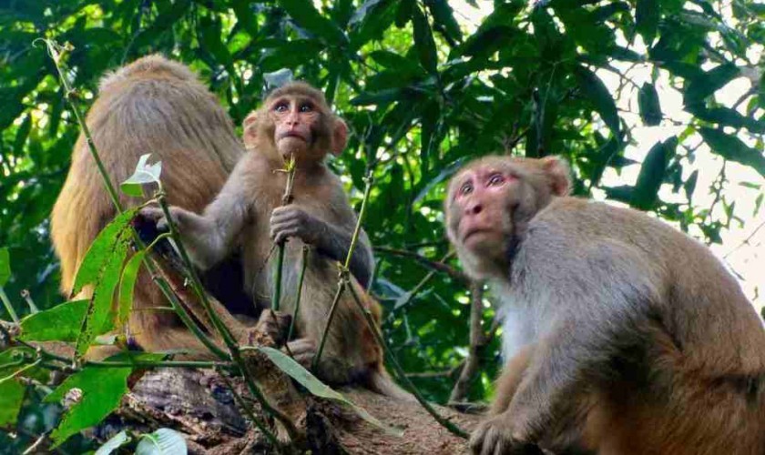 मकवानपुरमा बाँदर धपाउन उपकरण वितरणको तयारी