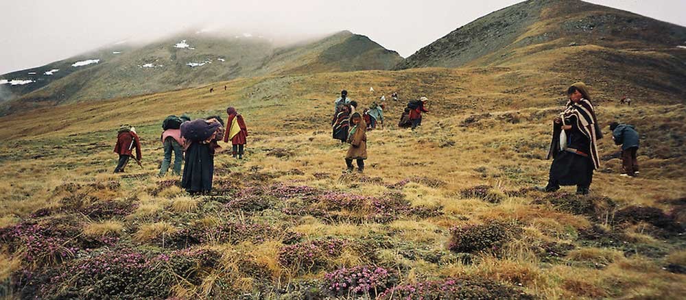 मनाङमा यार्सागुम्बा संकलनका लागि हिँडेका ८० जना सम्पर्कविहीन