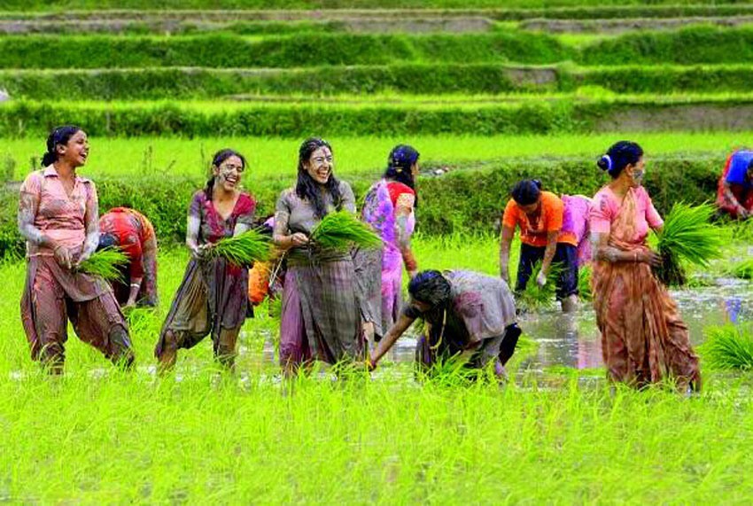 यस वर्षको राष्ट्रिय धान दिवस साङ्केतिक रुपमा मनाउन कृषि विभागको निर्देशन