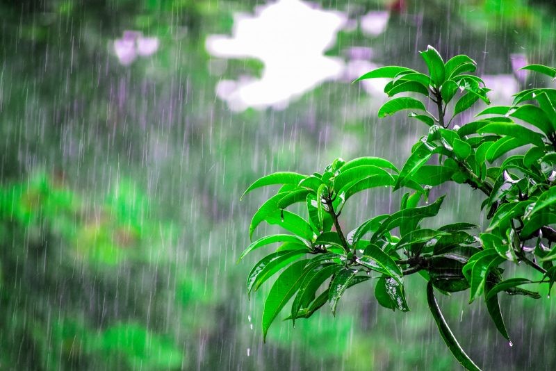 देशभर मनसुनी वायुको प्रभाव कायमै : अधिकांश ठाउँमा वर्षा, सतर्कता अपनाउन अनुरोध