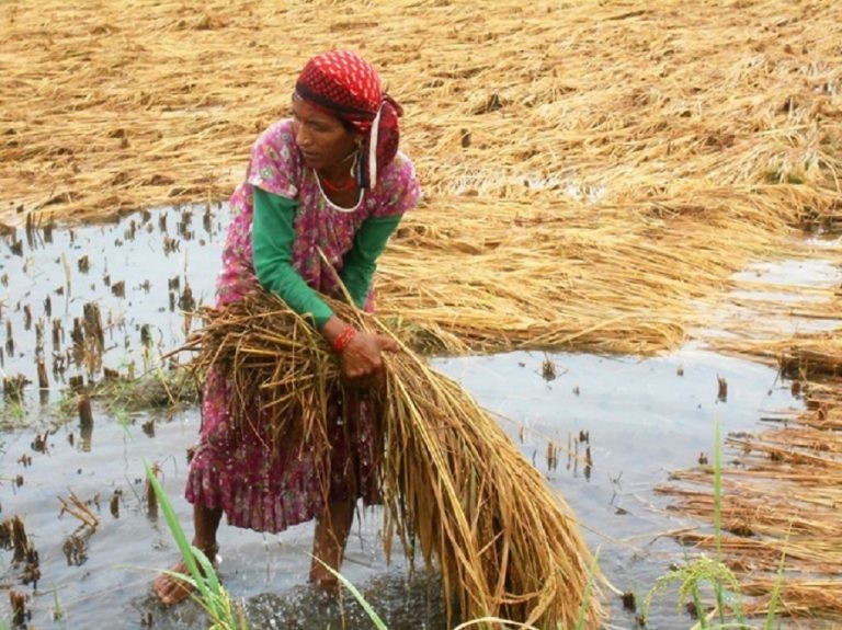 बेमौसमी वर्षाका कारण धानबालीमा ७ अर्ब २२ करोड रुपैयाँ बराबरको क्षति