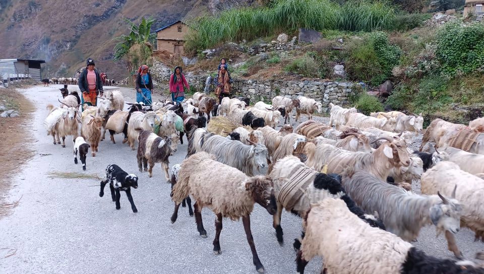 चिसो बढेपछि हिमाली भेगबाट भेडा तल्लो भेगमा झर्न थाले