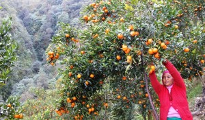 सल्यानको सुन्तला बगैँचामा ‘पिङ्क डिजिज’