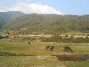 पर्यटकको रोजाइमा ढोरपाटन सिकार आरक्ष