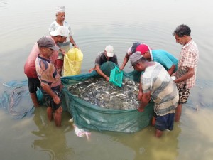 माछाका ‘ह्याचलिङ’मा  किसान आकर्षित