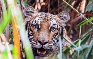 बाघको सङ्ख्यामा वृद्धि : सोमेश्वर जैविक मार्गमा १४ पाटेबाघ भेटिए