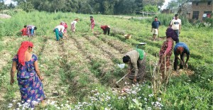 नेपालका संविधानमा कृषि र किसान