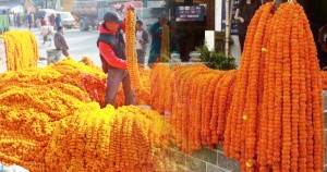 सयपत्री मालाको आयातमा रोक