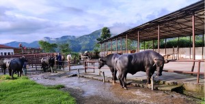 आज भित्रिने भनिएका मुर्रा राँगालाई भारतीय भन्सारले रोक्यो 