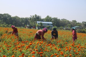 तिहार नजिकिएसँगै सयपत्री फूल टिप्ने चटारो