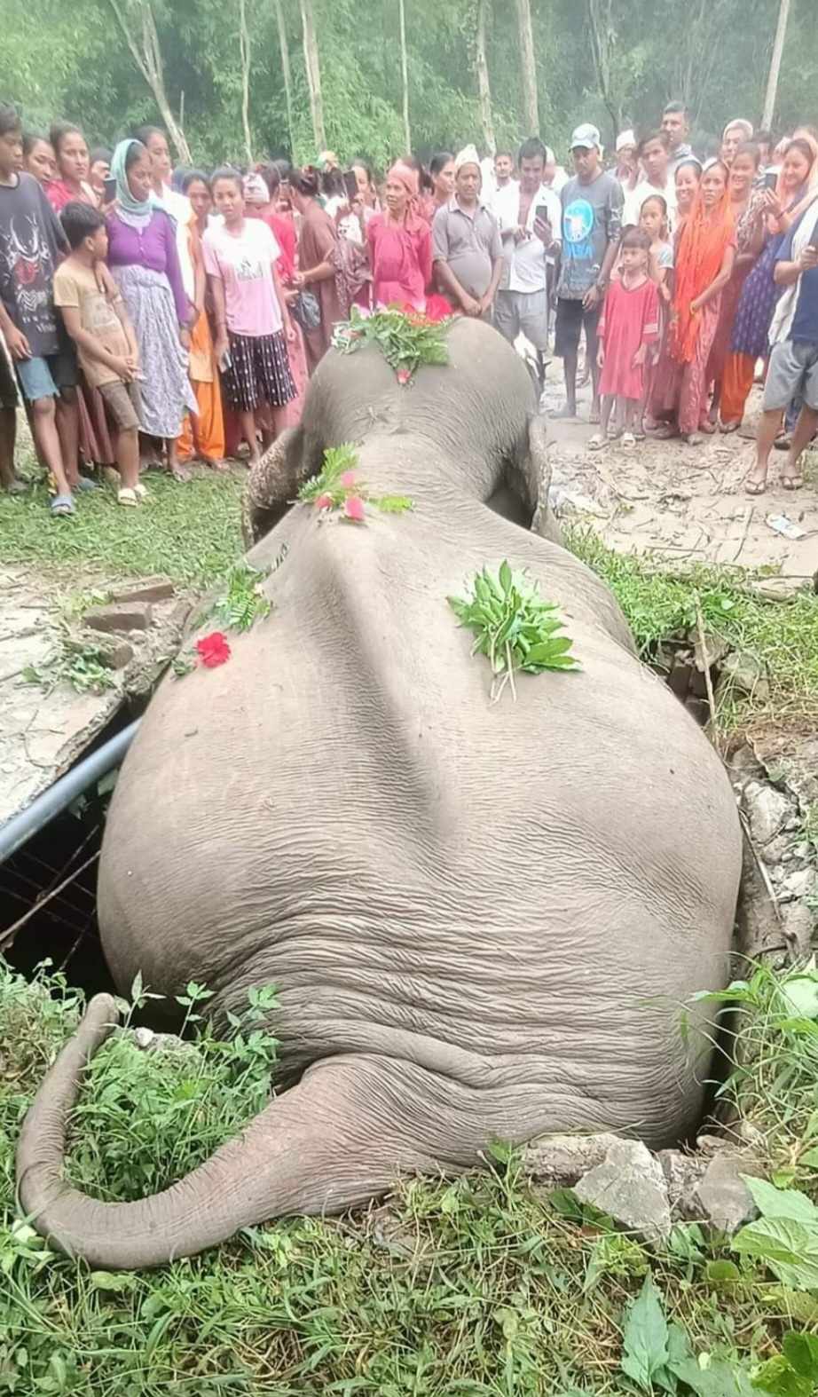 सेफ्टी ट्याङ्कीमा परेर जङ्गली हात्तीको मृत्यु