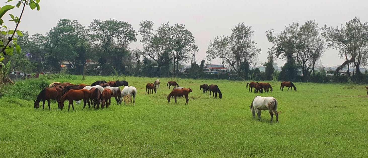 घोडा प्रजनन केन्द्र स्थानान्तरण गर्ने तयारी