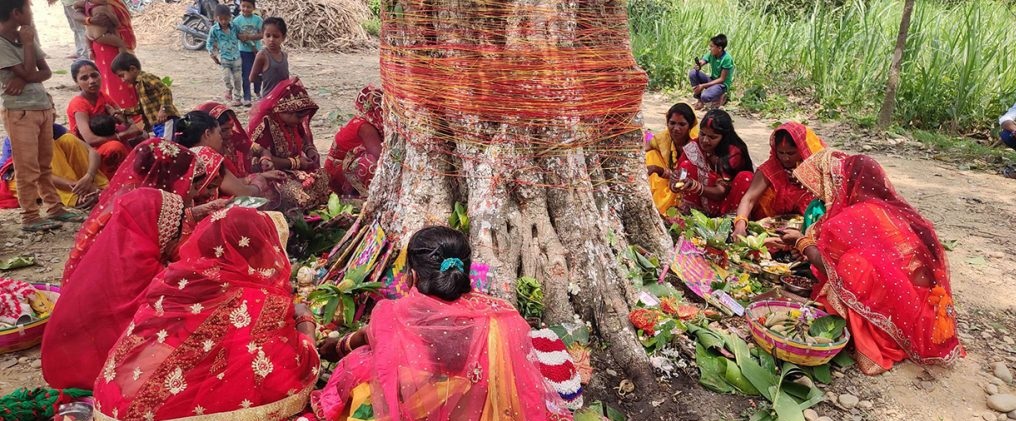 मिथिलाञ्चलका महिलाले आज बरसाइत (बटसावित्री) पर्व मनाउँदै