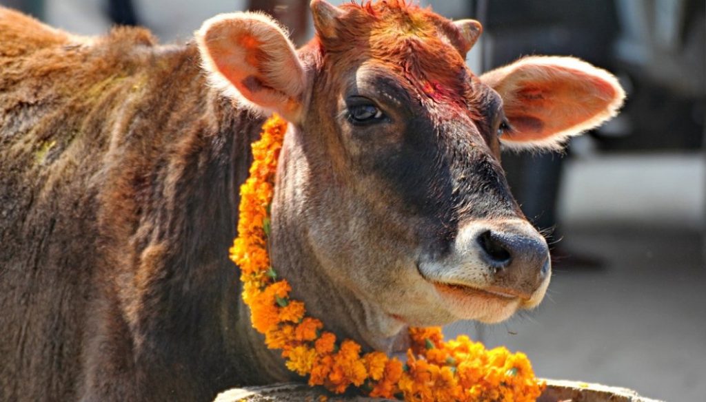 गोपाष्टमीमा गौशालाका गाई र गोरुको विशेष पूजा