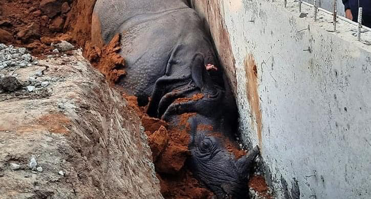 नालीमा परेर गैँडाको मृत्यु भएको घटनामा निर्माण कम्पनीका सञ्चालकलाई पक्राउ पुर्जी