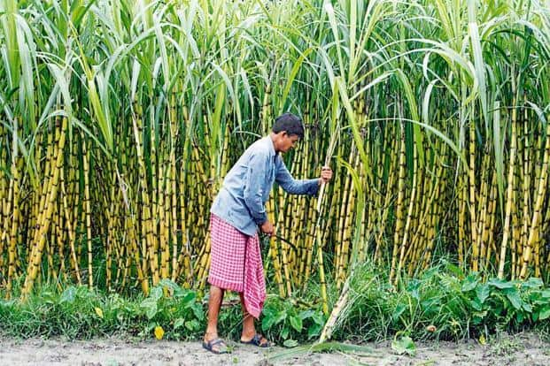 अझै चिनी उद्योगहरूले उखु किसानलाई भुक्तानी गर्न आनाकानी 