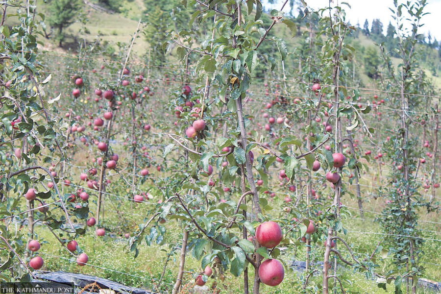 किसानलाई अनुदानमा स्याउको बिरुवा वितरण